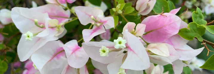 Blüten der Drillingsblume